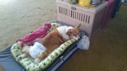 wp-1445140677584 image