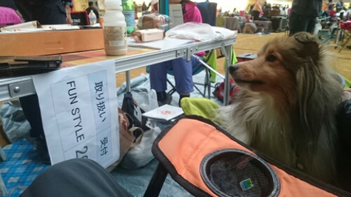 wp-1448093667427 image