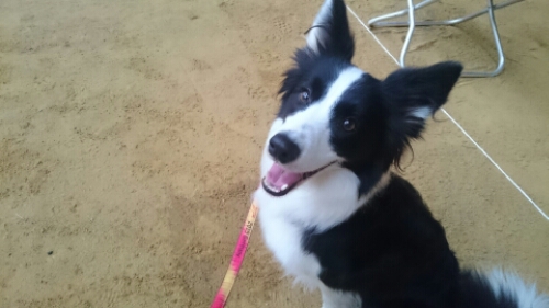 wp-1448173619135 image